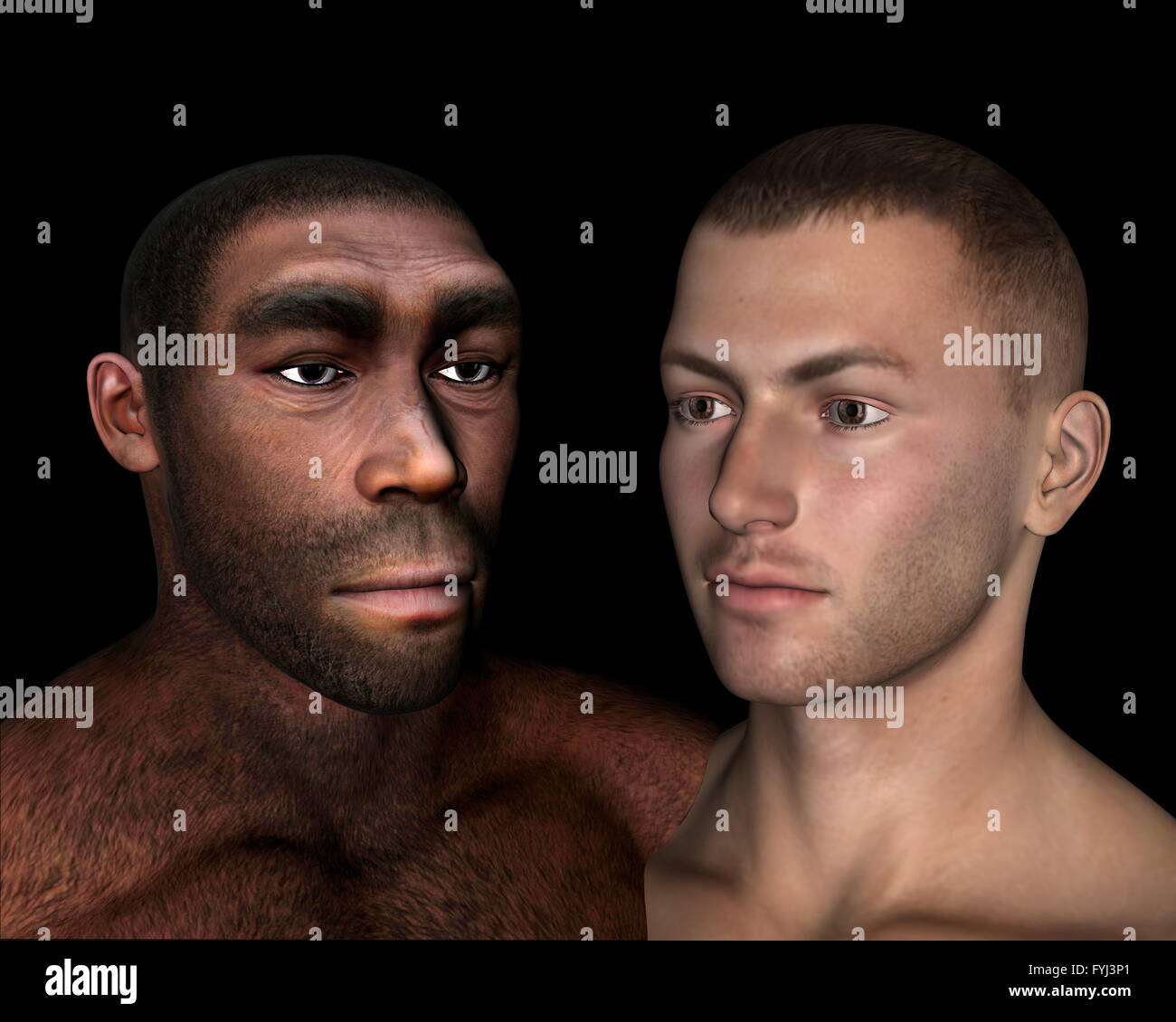 Homo Erectus und sapiens Vergleich - 3D render Stockfoto