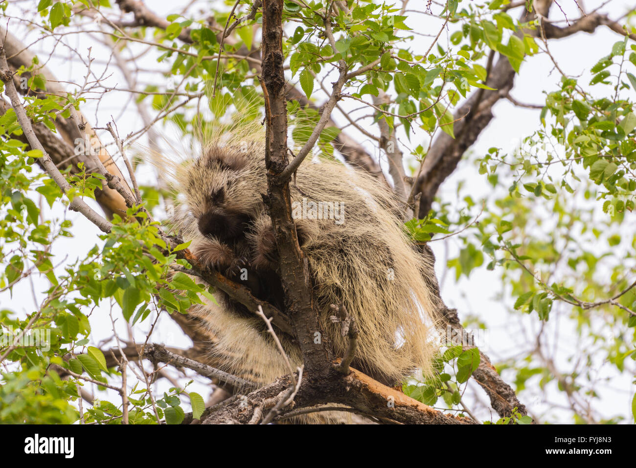 North American Stachelschwein, (Erethizon Dorsatum), ruht auf einem Baum in den Rio Grande Bosque in Albuquerque, New Mexico, USA. Stockfoto