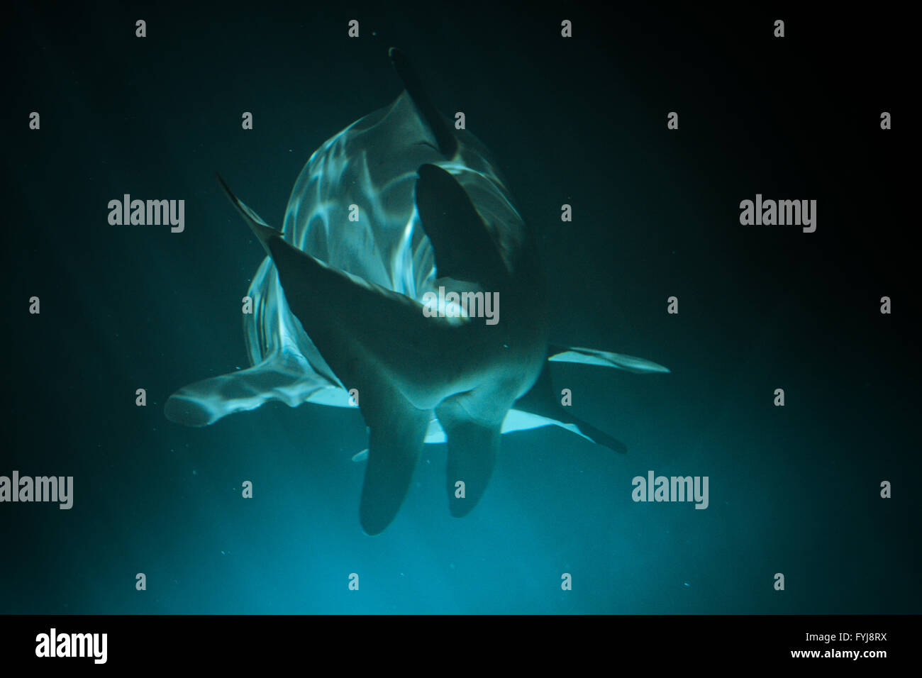 Große Haie Unterwasserfoto in dem tiefblauen Wasser. Stockfoto