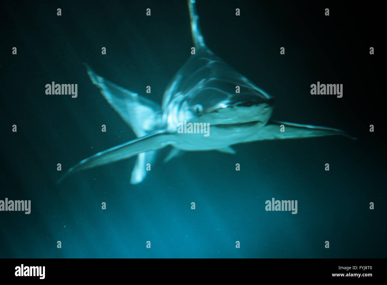 Große Haie Unterwasserfoto in dem tiefblauen Wasser. Stockfoto