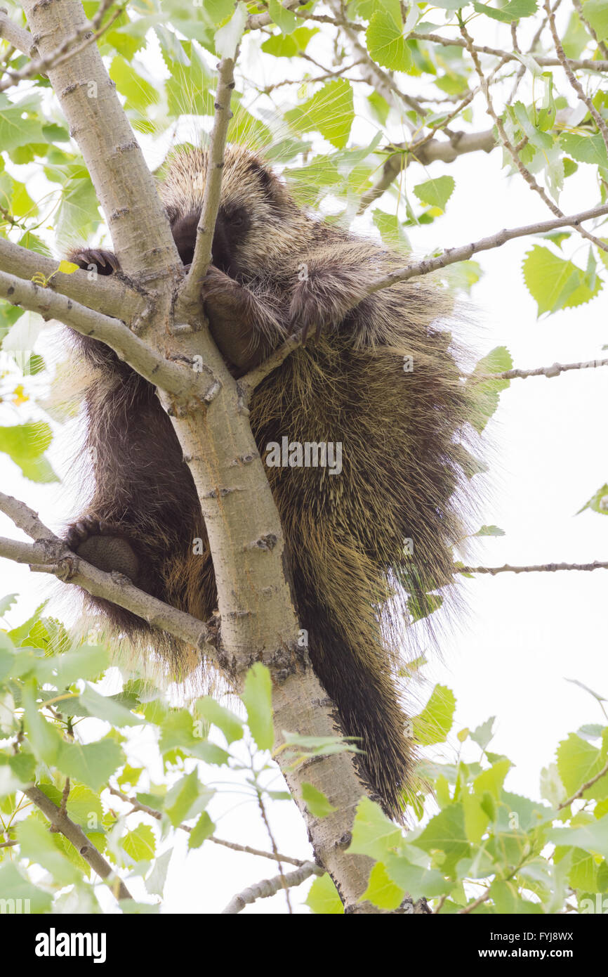 North American Stachelschwein, (Erethizon Dorsatum), ruht auf einem Baum in den Rio Grande Bosque in Albuquerque, New Mexico, USA. Stockfoto