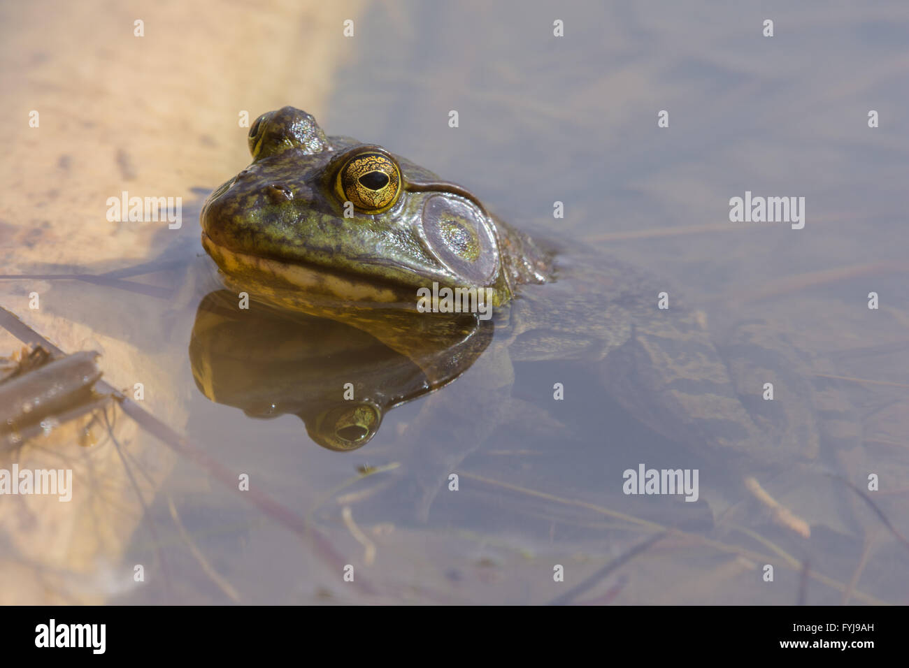 Amerikanischer Ochsenfrosch, (Lithobates Catesbeianus), Tingley Beach, Albuquerque, New Mexico, USA. Stockfoto