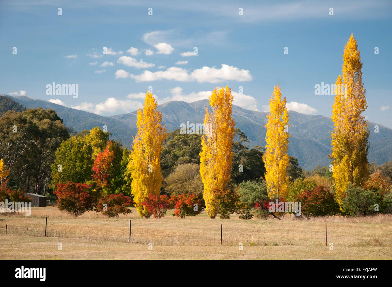 Herbstfärbung bei Freeburgh in der Öfen Tal, NE Victoria, mit Mt Feathertop in der Ferne Stockfoto