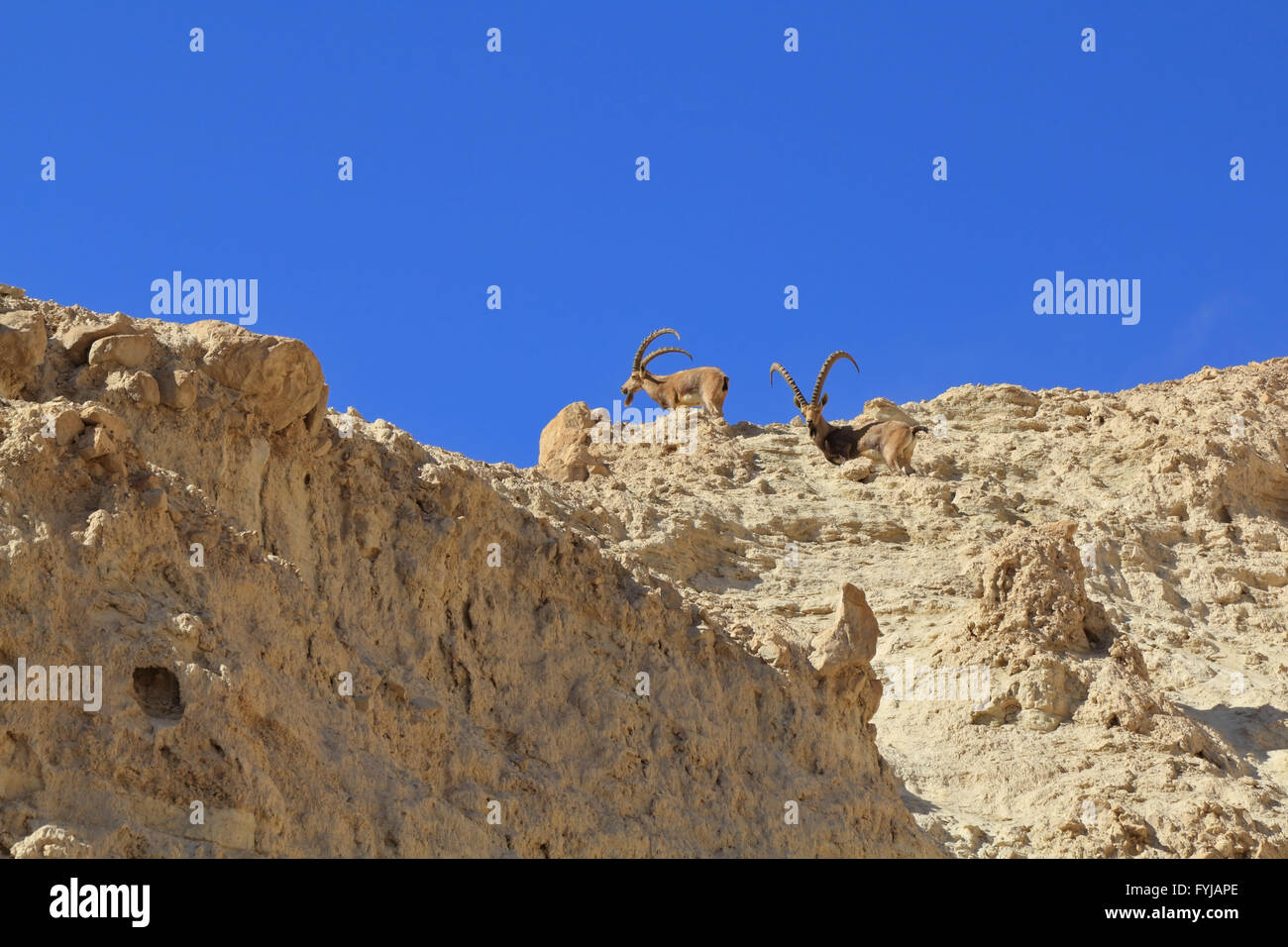Eine Familie von Bergziegen mit gebogenen Hörnern Stockfoto