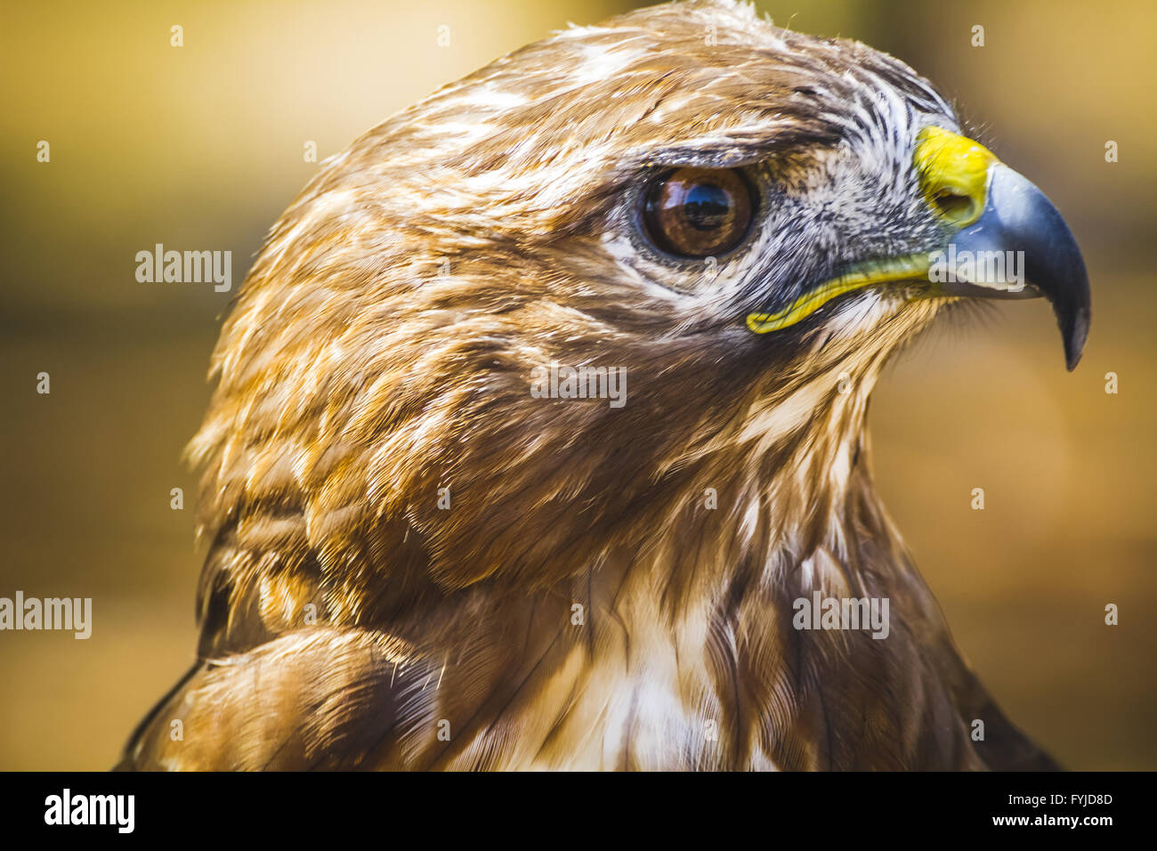 Adler, tagaktive Raubvogel mit schönen Gefieder und gelben Schnabel Stockfoto