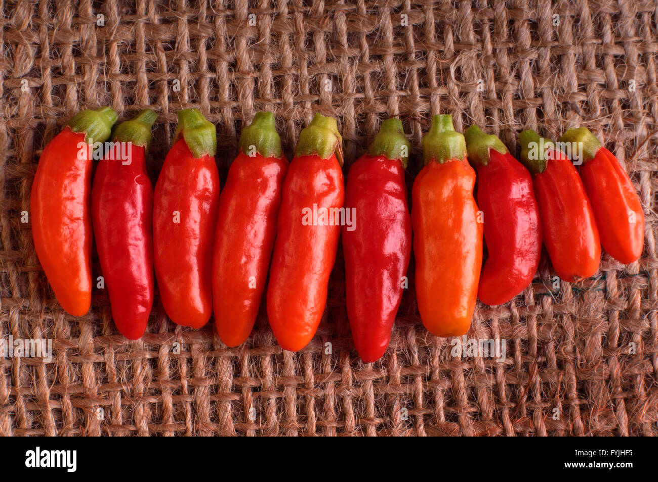 Linie von roten Peri Peri Chili Peppers auf hessischen Hintergrund. Stockfoto