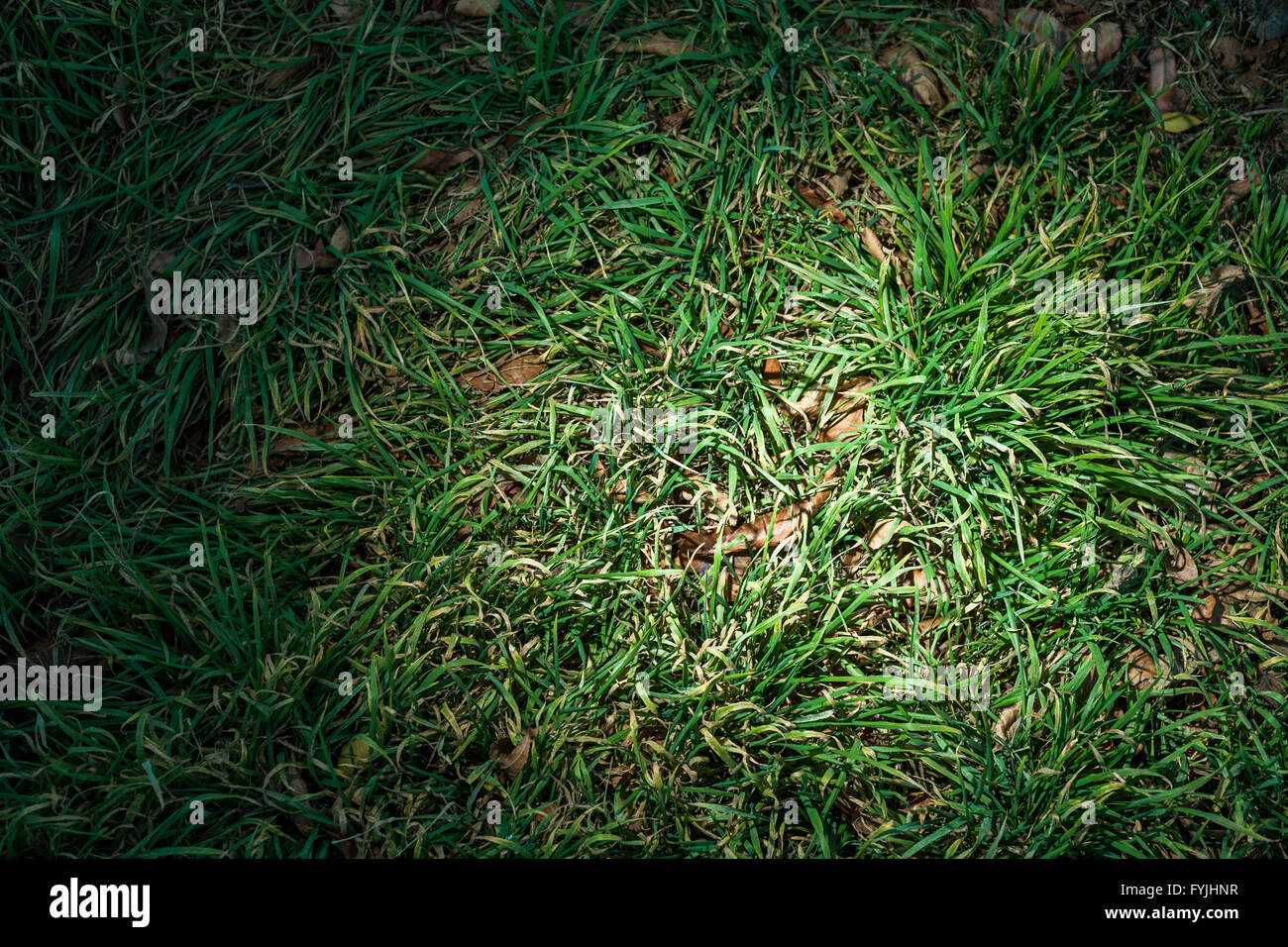 Grasgrün Backround Nahaufnahme Makro, Vignette Frame, Lichtfleck Stockfoto