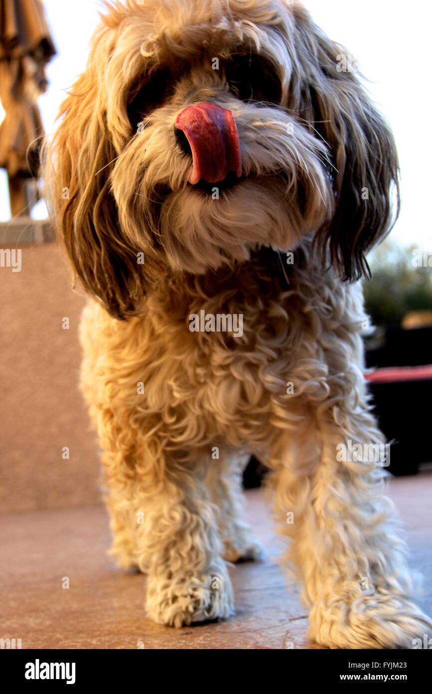 Havaneser Hund mit Zunge heraus Stockfoto