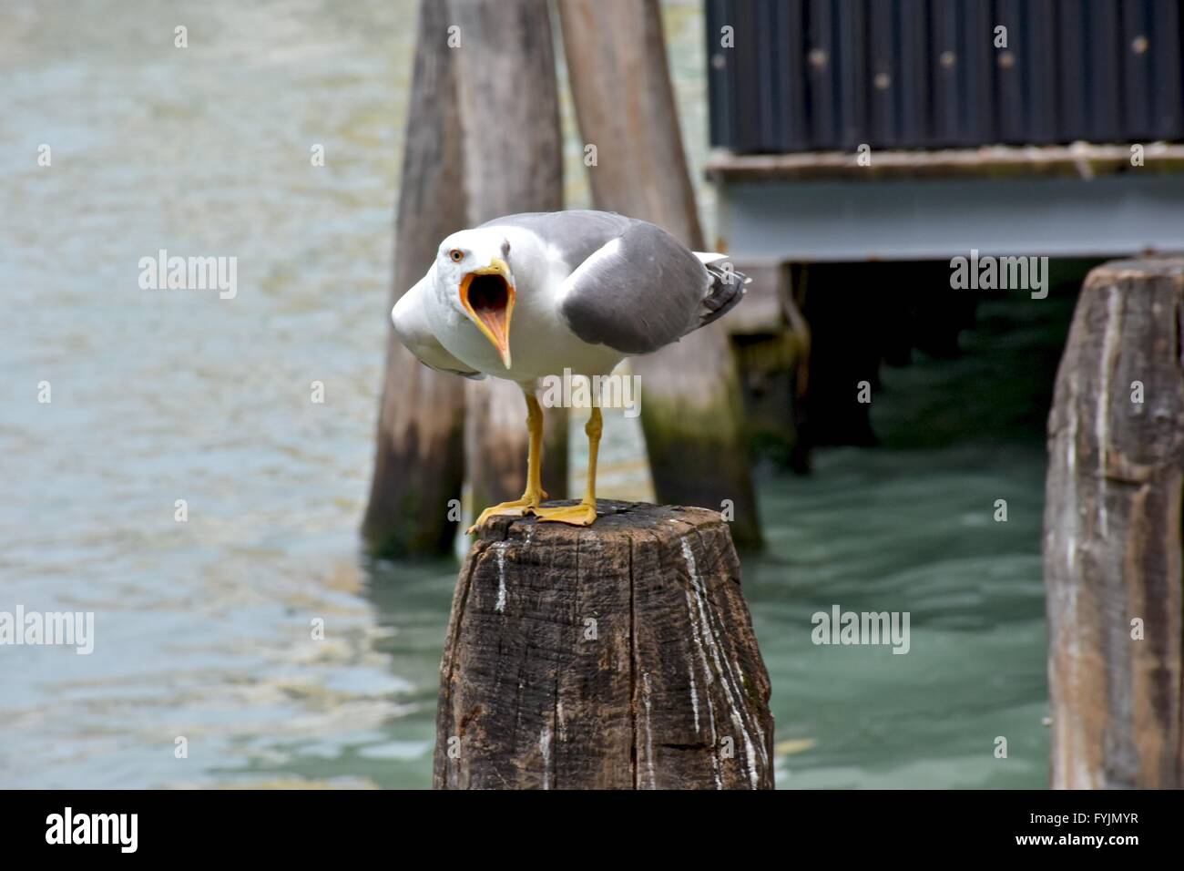 Möwe auf post Stockfoto