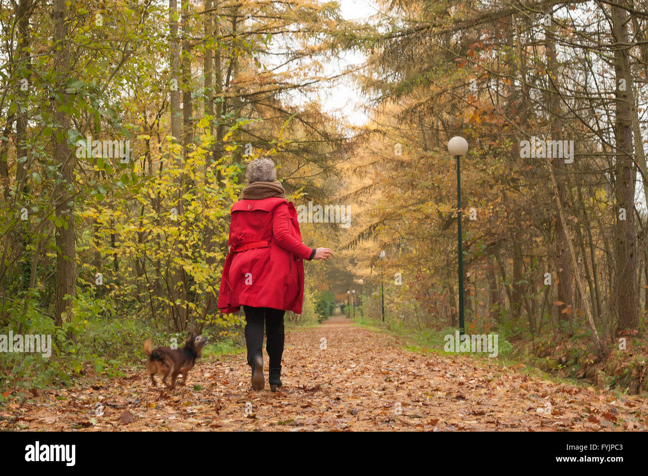 Laufen mit dem Hund im Wald Stockfoto