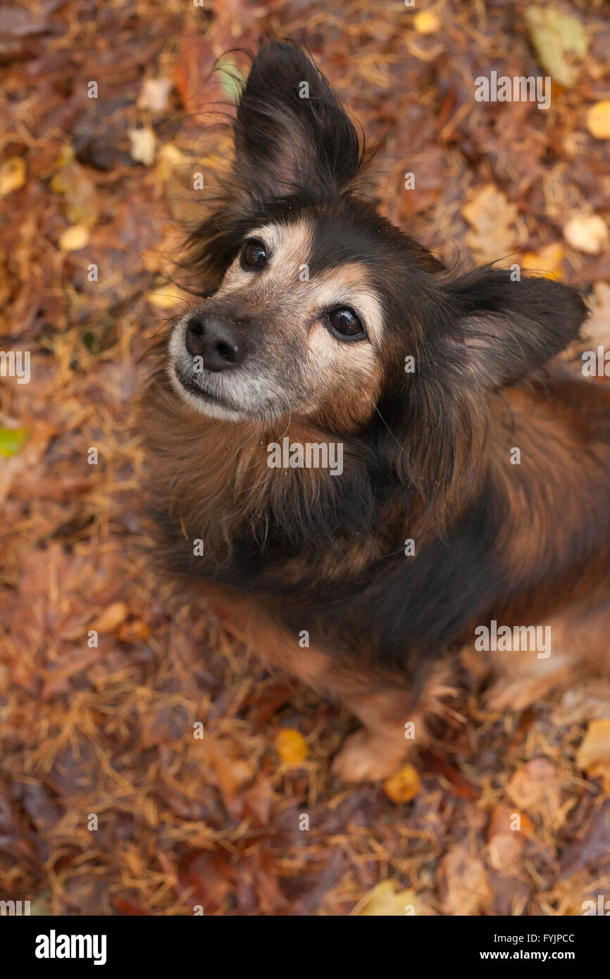 Gehorsam Hund n Herbst Stockfoto