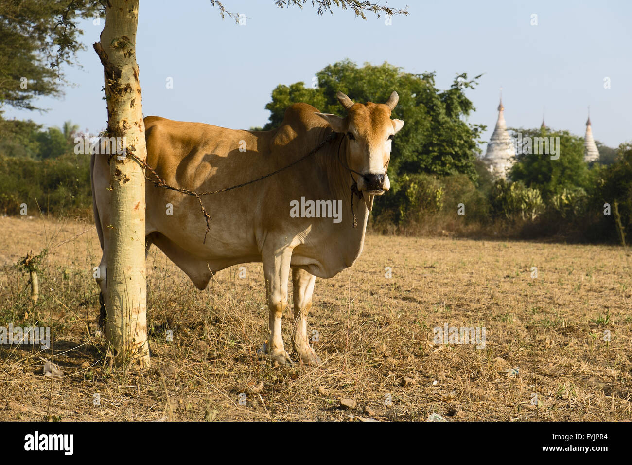 Zebu (Bos Primigenius Indicus), Bagan, Myanmar Stockfoto