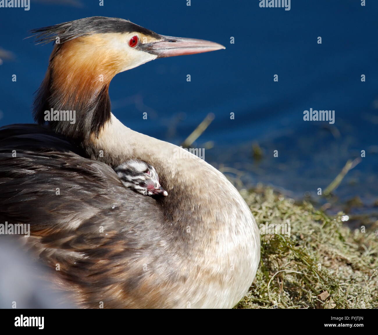 Crested Grebe, Podiceps Cristatus, Ente und baby Stockfoto