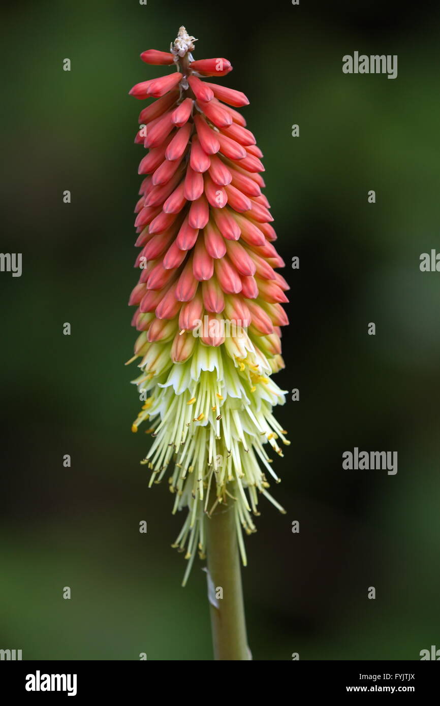 Tritoma, rote heiße Poker, Fackel-Lilie, Knofflers oder Poker Pflanze, kniphofia Stockfoto