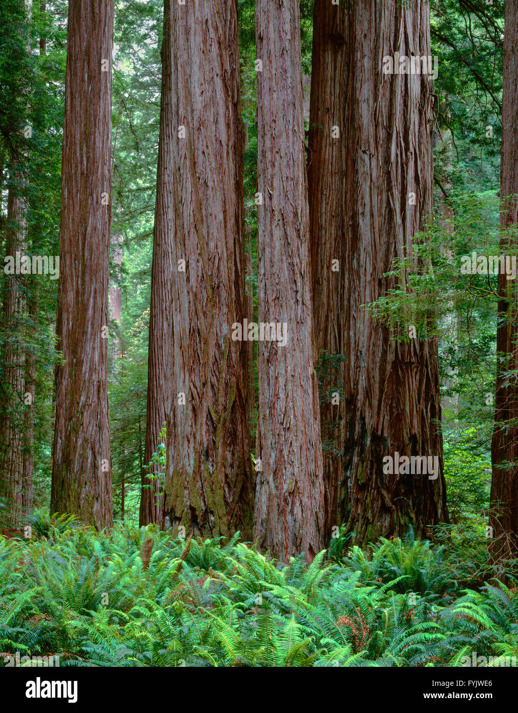 USA, California, Jedediah Smith State Park, alten Mammutbäume überragen Farne im Unterwuchs der Stout Grove. Stockfoto