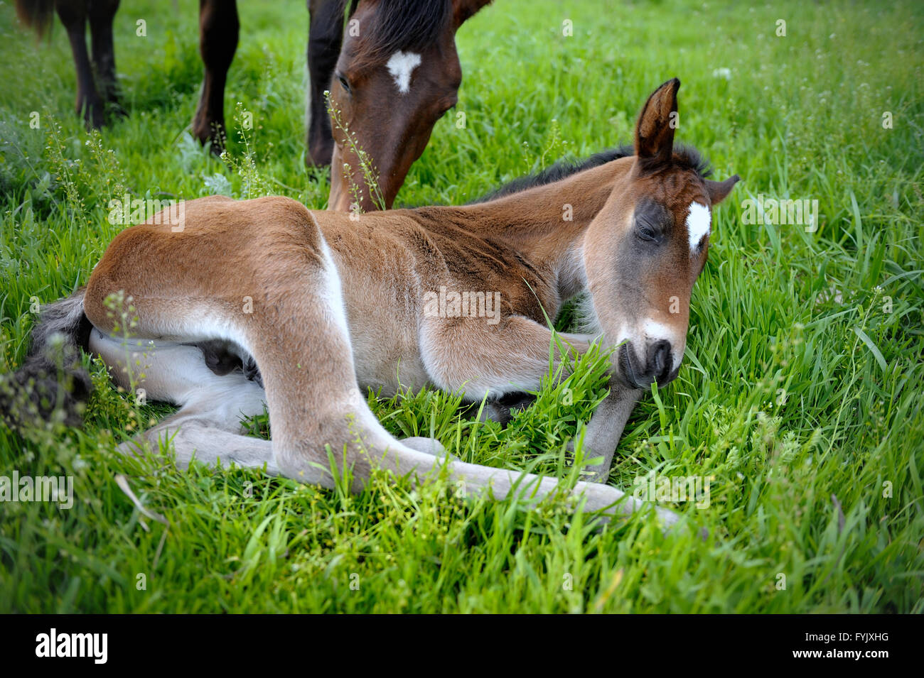 Ein schlafender Fohlen. Stockfoto