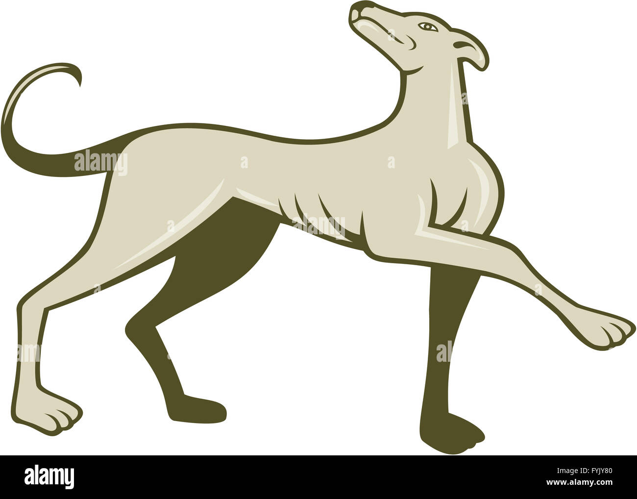 Greyhound Hund marschieren aussehende, Cartoon Stockfoto