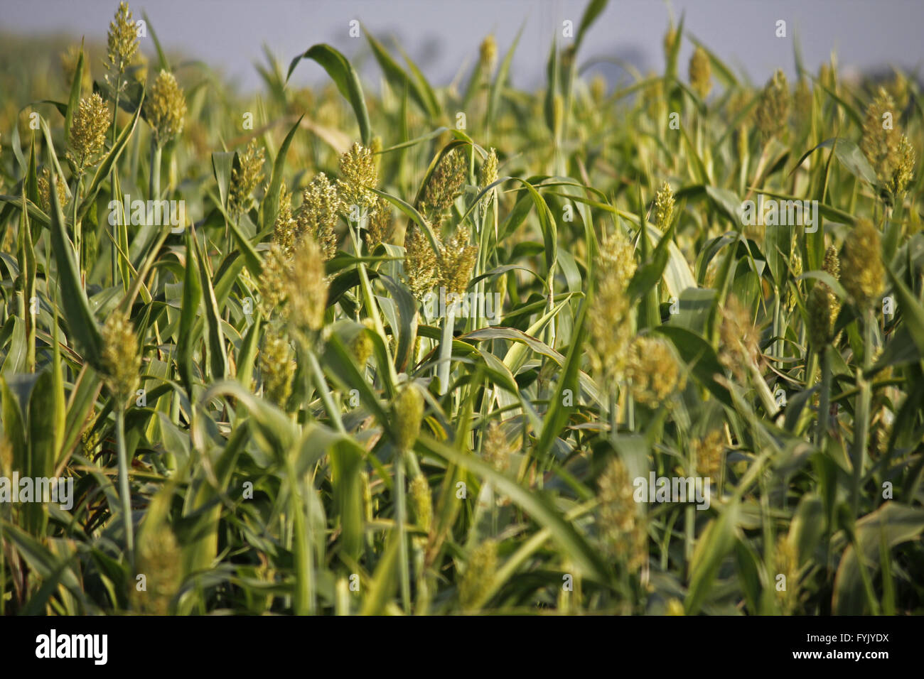 Sorghum bicolor Feld Stockfoto