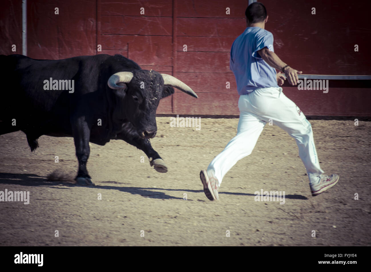 Spektakel des Stierkampfes, wo ein Stierkampf ein Stierkämpfer spanische Tradition Stockfoto