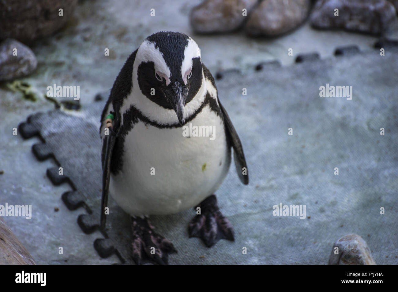 schöne und lustige Pinguin Sonne in einer Peergroup Stockfoto