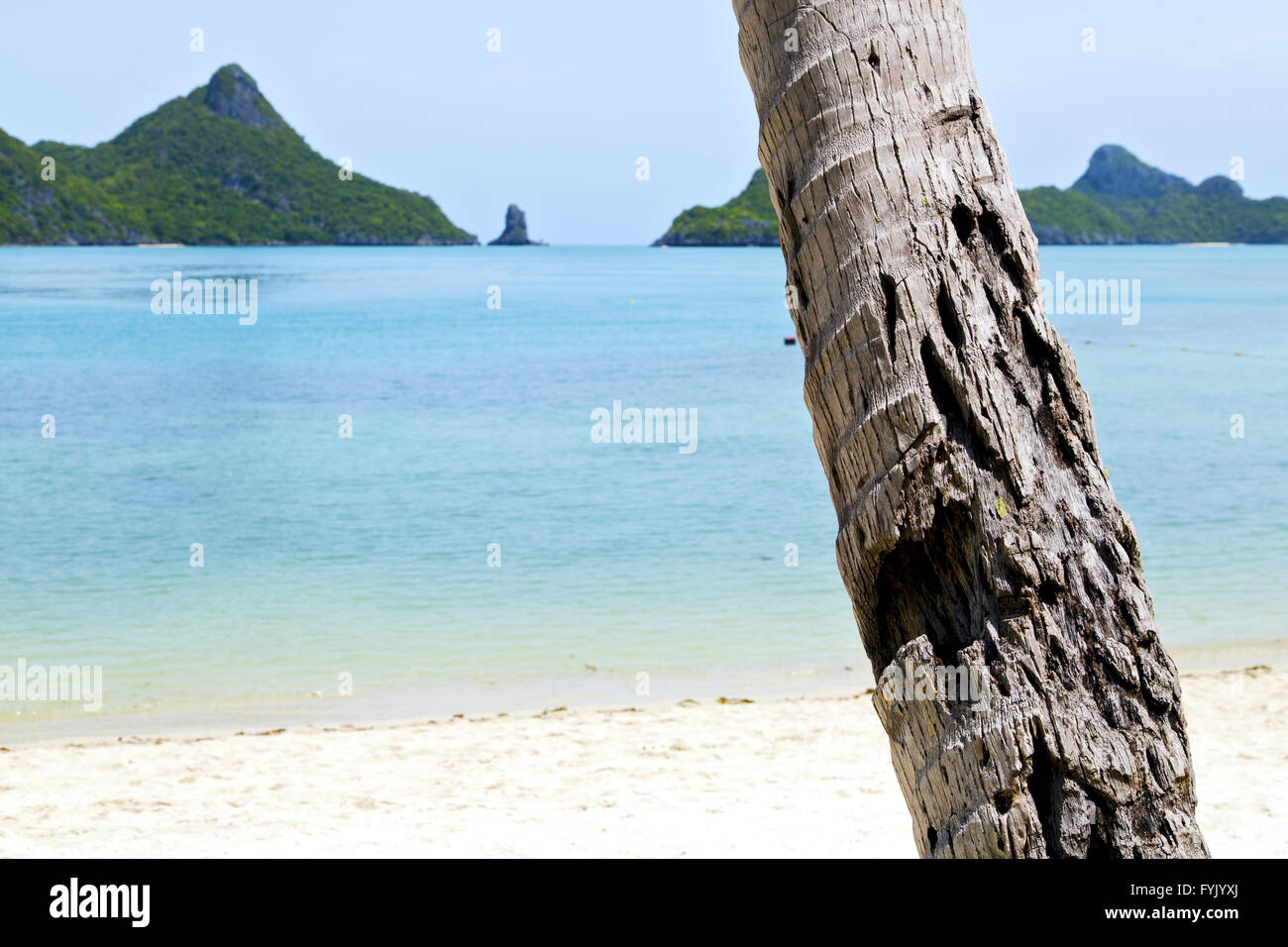 Asien Kho Phangan Baum Felsen im Süden von thailand Stockfoto