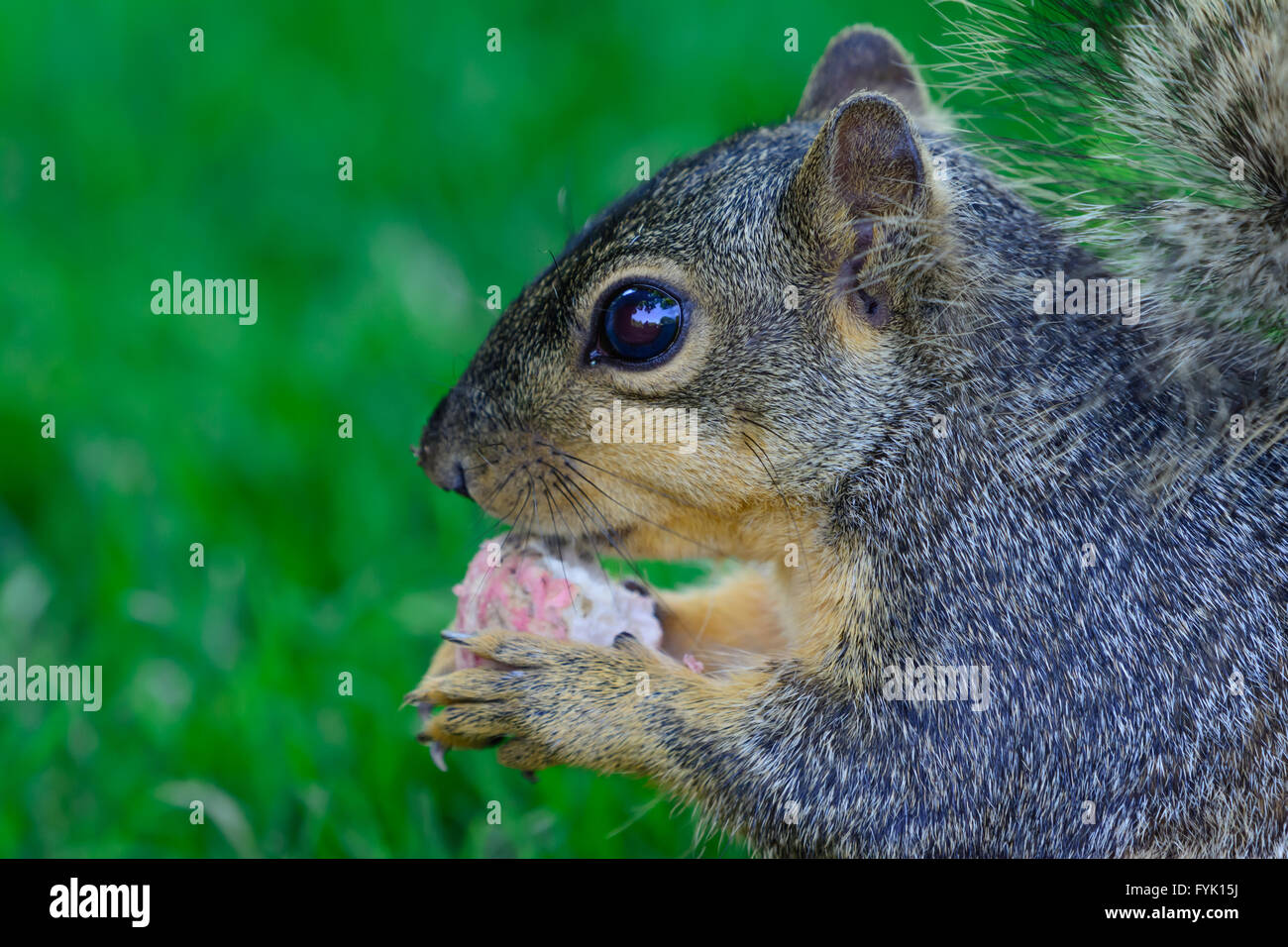 Nahaufnahme von Eichhörnchen hält einen Rettich Seitenprofil detaillierte Gesicht Ohren Pfoten Augen. Selektiven Fokus vorwärts Stockfoto