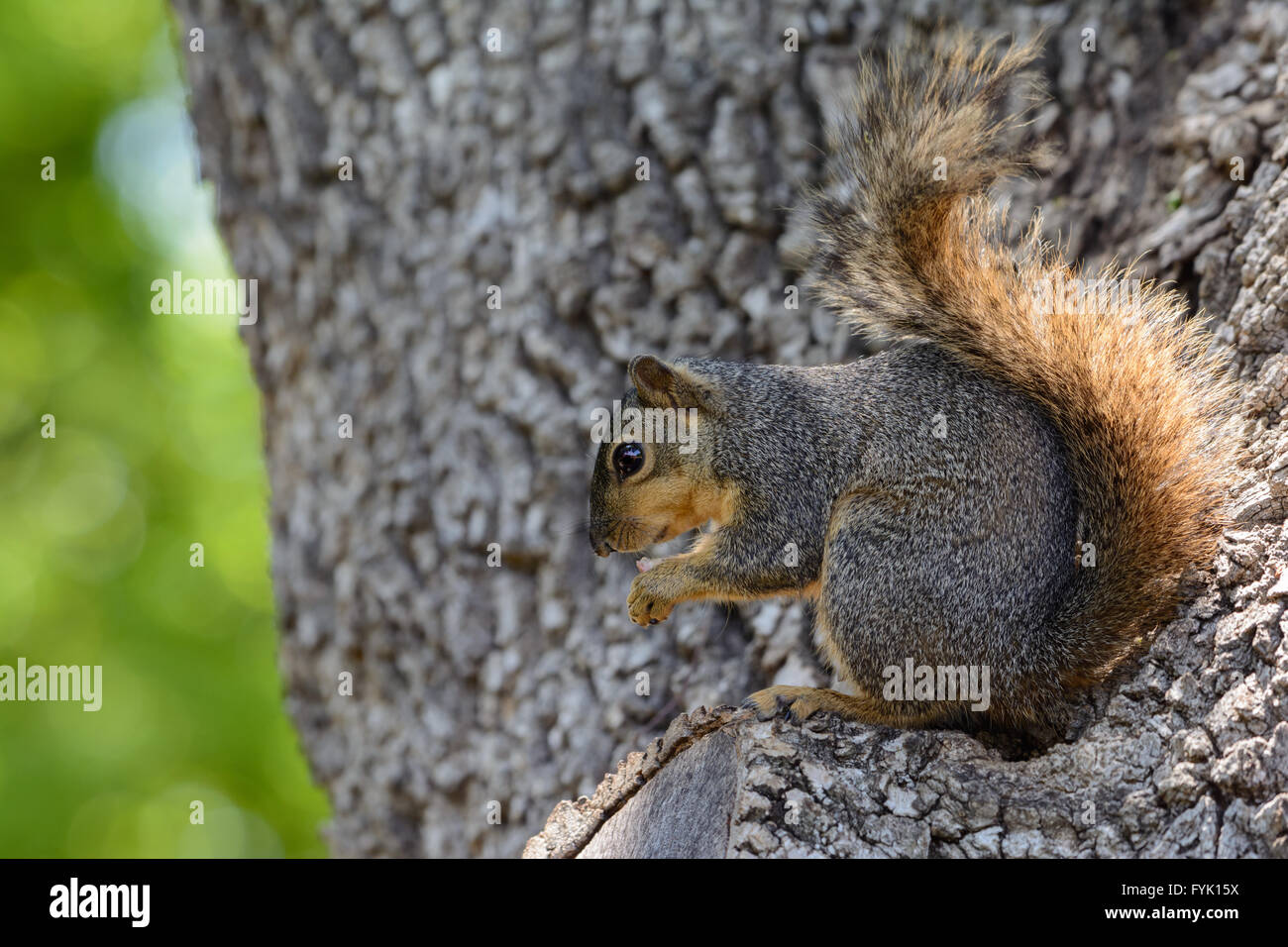 Niedlichen Fuchs, Eichhörnchen im Baum essen zusehen unten sitzen. Sun Hervorhebung Schweif. Stockfoto