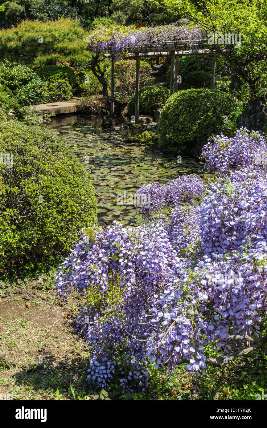 Okuma Garten oder Okuma Teien ist auf dem Campus der Waseda-Universität, die einst im Besitz von Shigenobu Okuma, der Gründer der Waseda Stockfoto