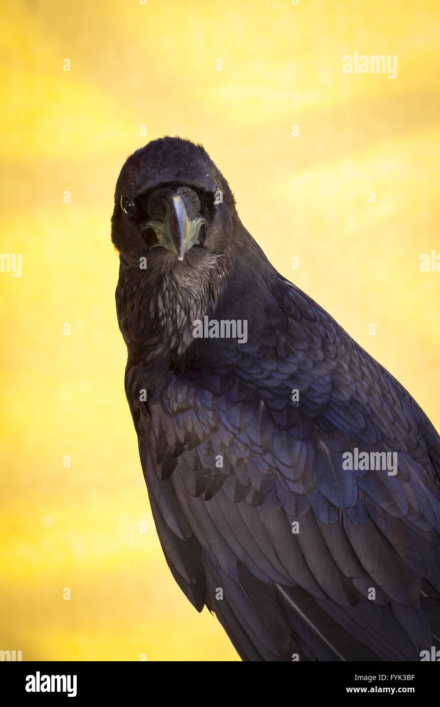 Corvus, schwarze Krähe in einer Probe der Birds Of Prey, Mittelaltermarkt Stockfoto