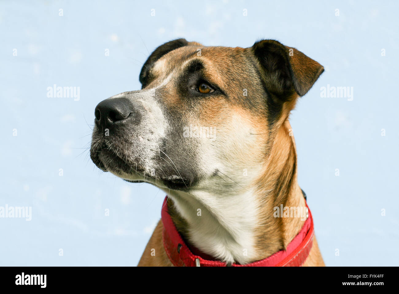 Bullige starke große Mischling junger Hund mit Schlappohren, tragen einen roten Kragen sieht auf der linken Seite. Möglicherweise ein Pit Bull Mix. Stockfoto