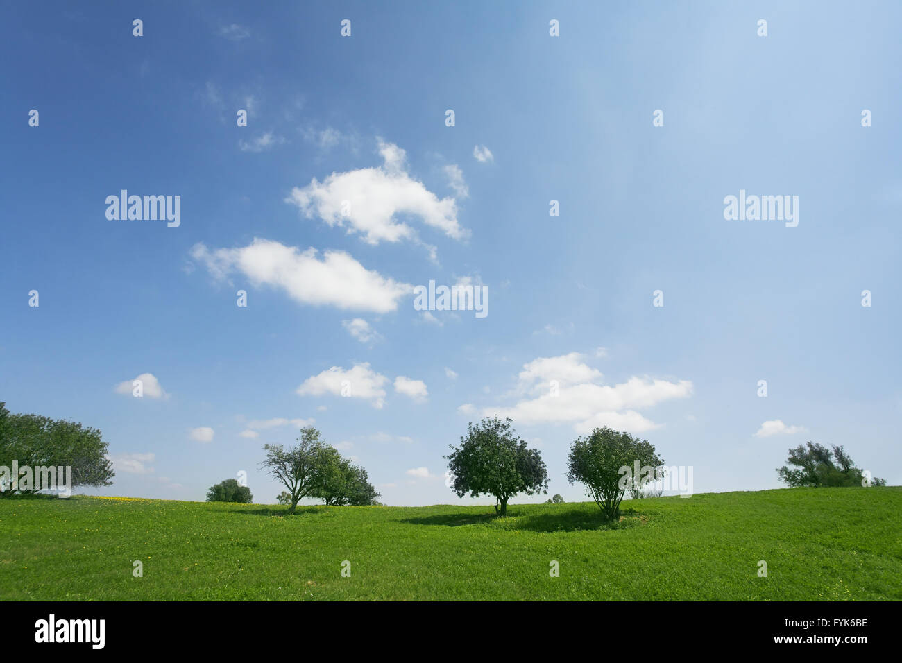 Wüste in der Blüte-Zeit. Kurzer Frühling auf Hügeln Stockfoto