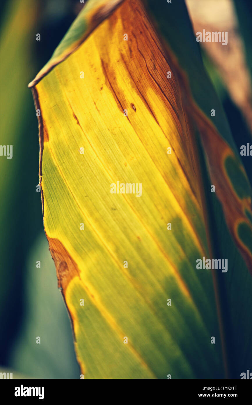 Blätter der Curcuma, Curcuma Stockfoto