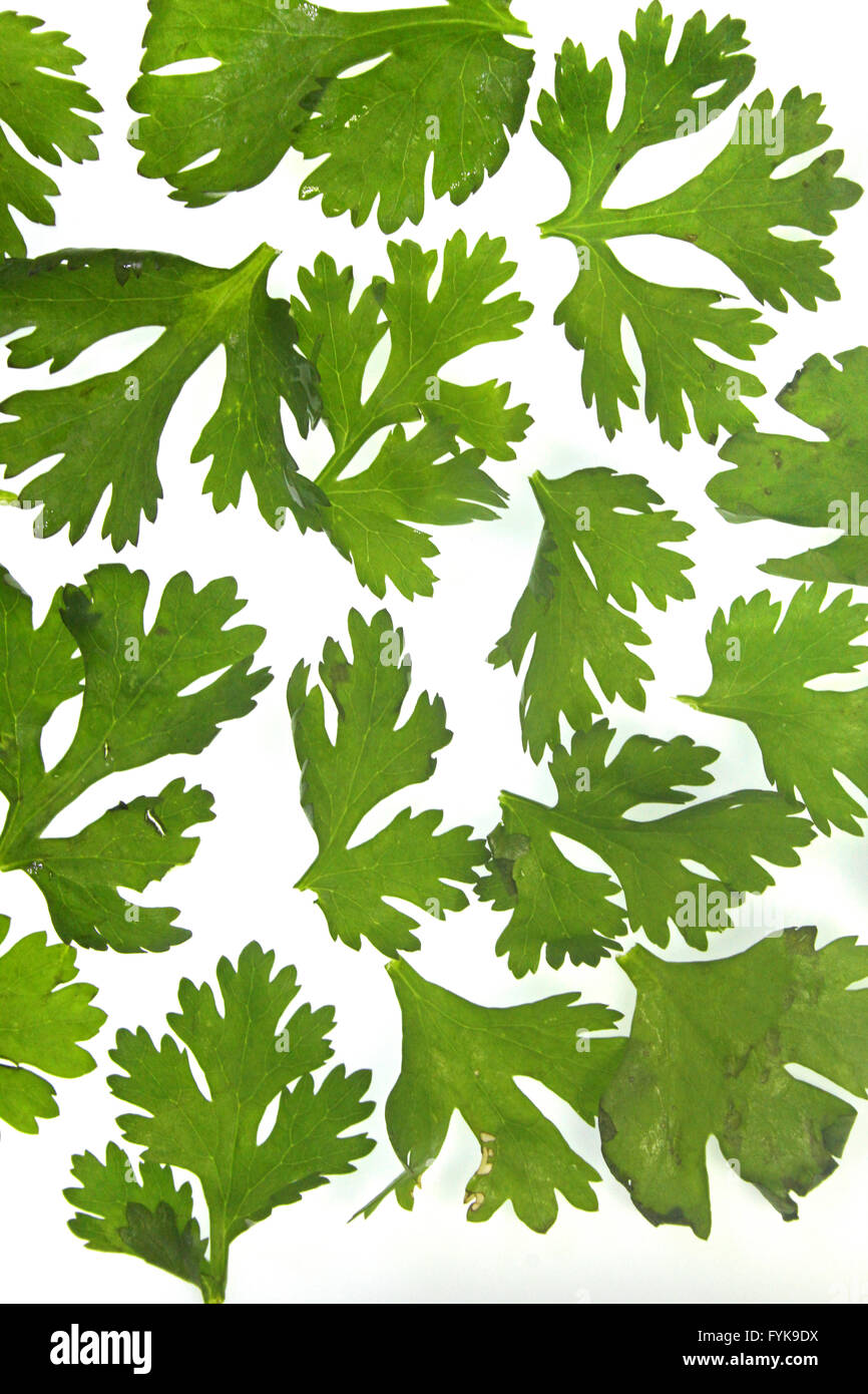 Blätter des Korianders, Coriandrum sativum Stockfoto