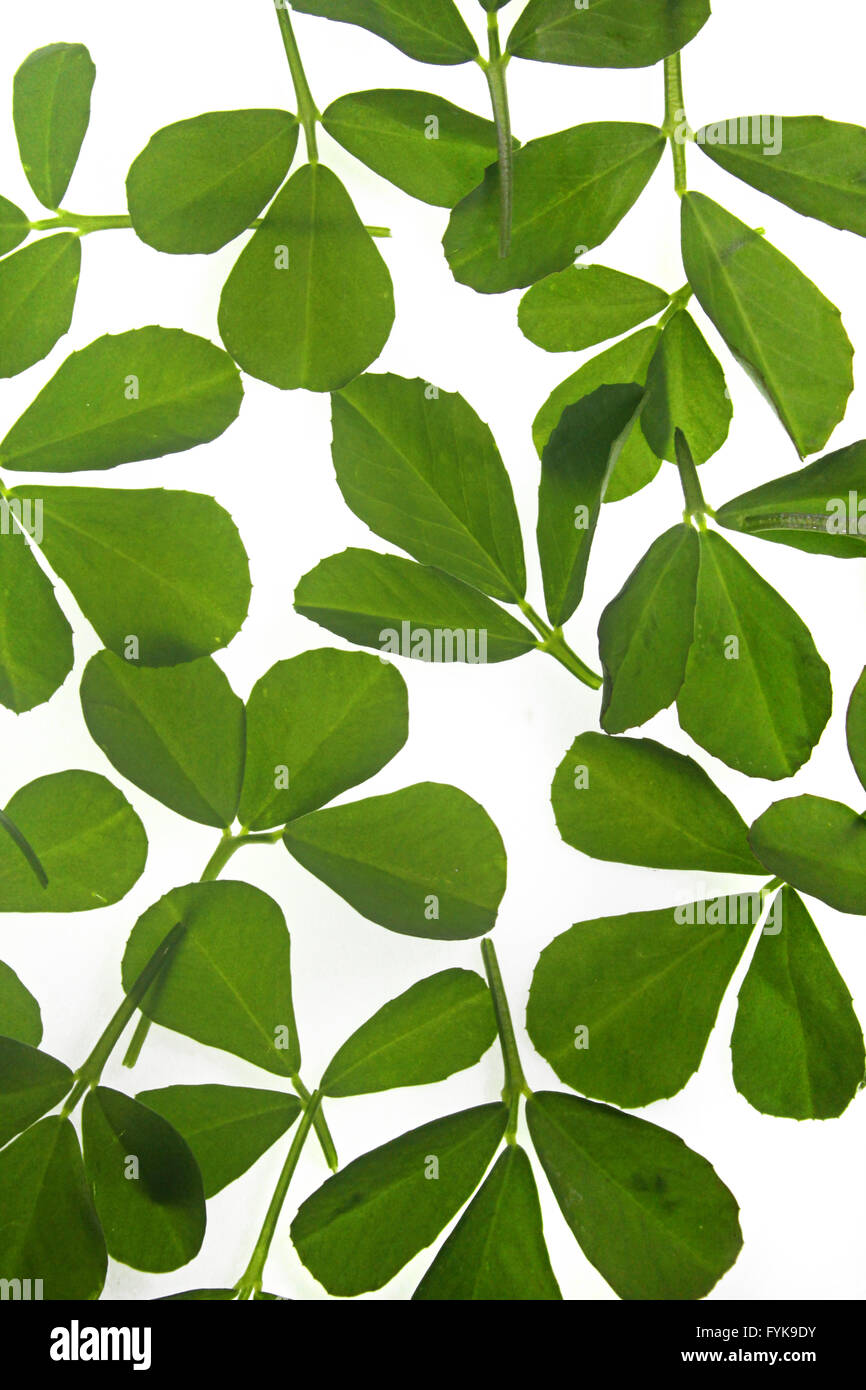 Blätter von Bockshornklee, Trigonella Foenum-graecum Stockfoto