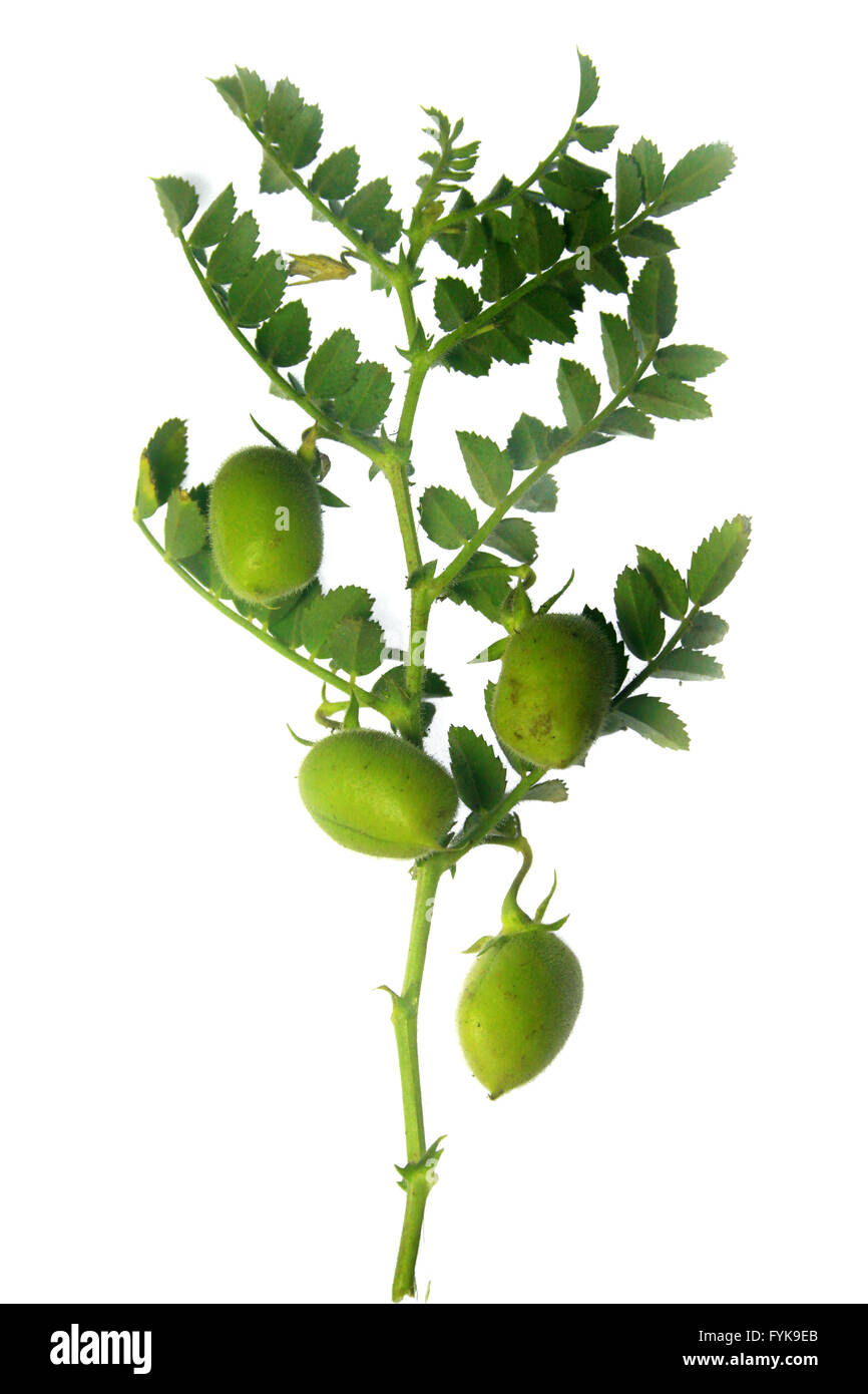 Pflanze mit Bohnen von Cicer Arietinum l Stockfoto