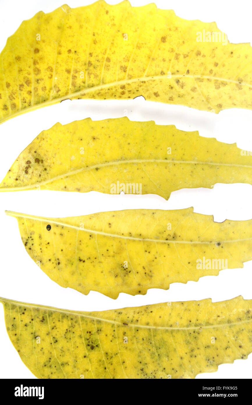 Medizinische Neem Blätter-Azadirachta indica Stockfoto