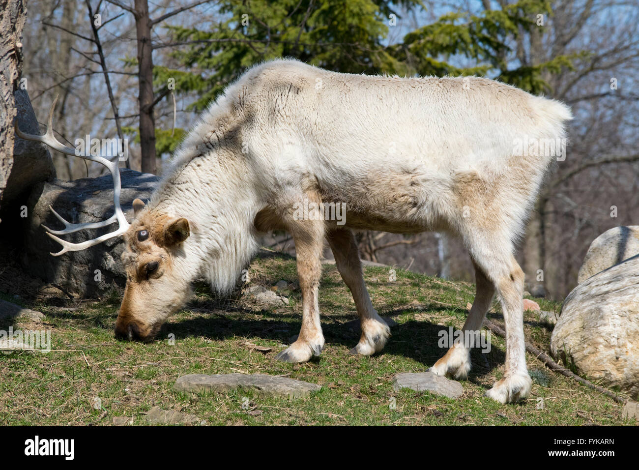 Ein weiblicher Karibu mit einem Geweih. Stockfoto