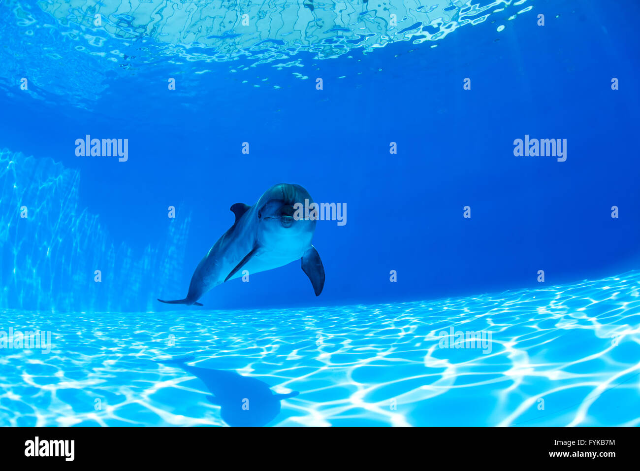 Delphin schwimmt unter Wasser Stockfoto
