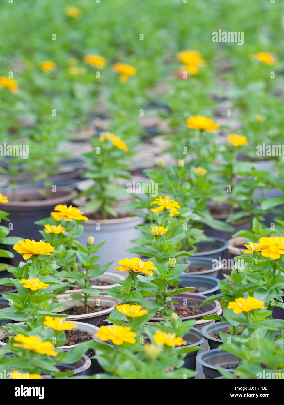 junge gelbe Blume Pflanzen in Töpfen Stockfoto