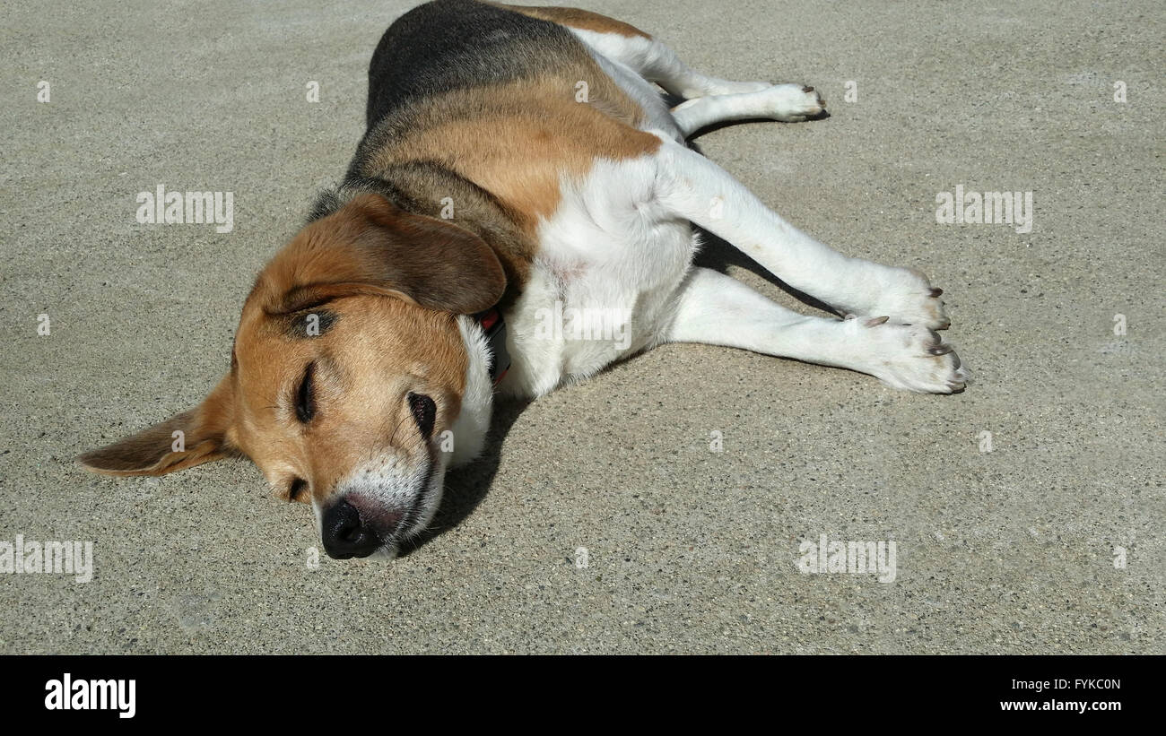 älteren Hund übergewichtig Beagle legt ausgestreckt auf warmen Zement Auffahrt zum Sonnenbaden. Er hat überhaupt keine Sorgen. Stockfoto