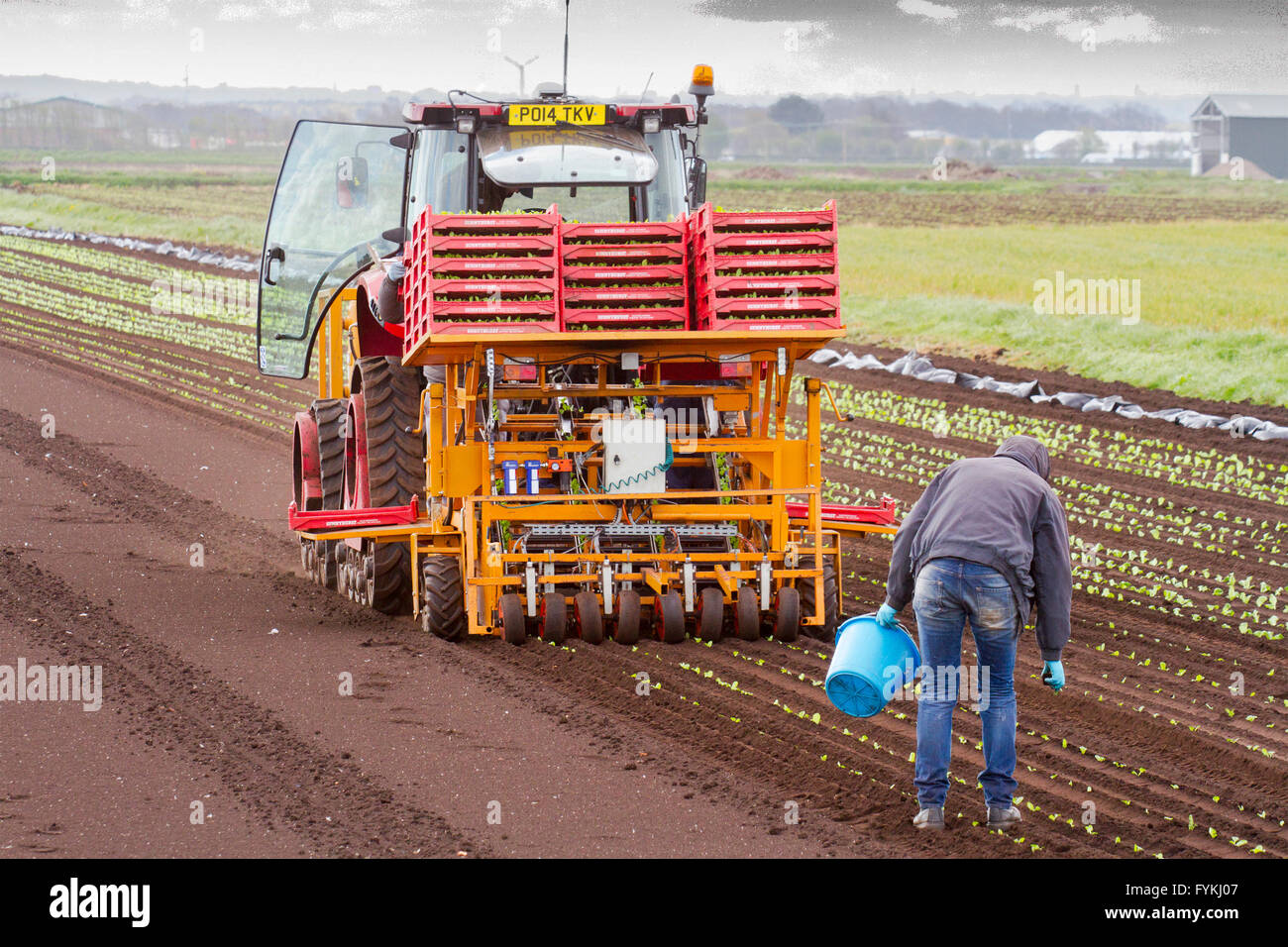 Hesketh Bank, Lancashire, UK. 27. April 2016. UK Wetter: Landwirte in der Salatschüssel von Lancashire sind hielt zurück in die Produktion von Salat ernten aufgrund der anhaltenden Kälte was ist Wachstum einschränken.  Das Gebiet ist ein großer Arbeitgeber der ausländischen Einwanderer Arbeiter & EU-Staatsangehörige, die auf Kurzarbeit beschränkt sind, der einen Schlag auf die Auswirkungen für die lokale Wirtschaft hat.  Die Bauern sind weiterhin unter Schutz Vlies per Satellitennavigation zu Pflanzen. Bildnachweis: Cernan Elias/Alamy Live-Nachrichten Stockfoto