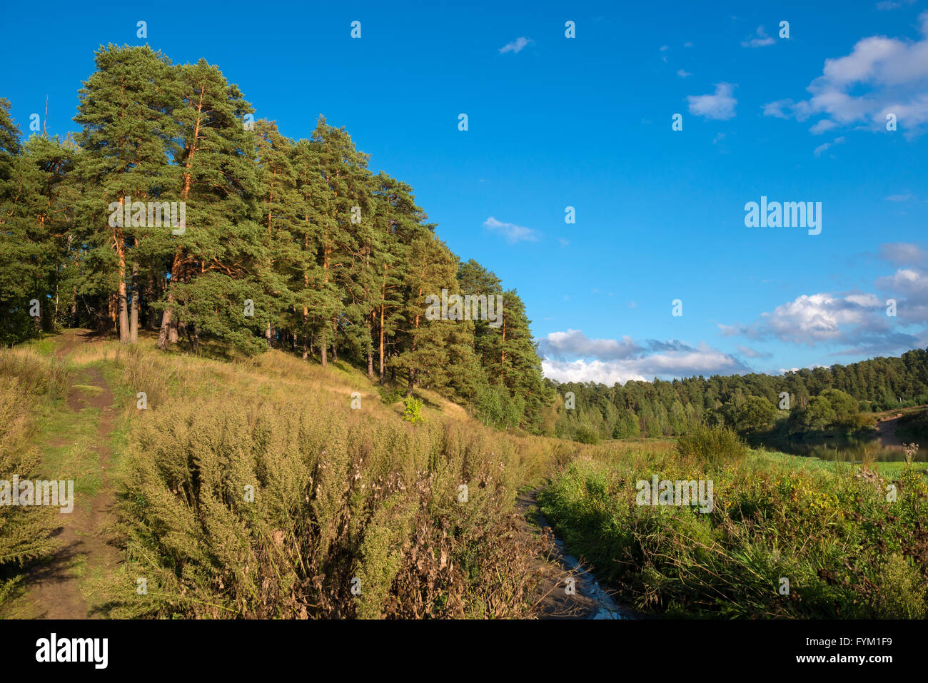 Große schöne Kiefern wachsen auf dem großen Hügel über dem Fluss Stockfoto