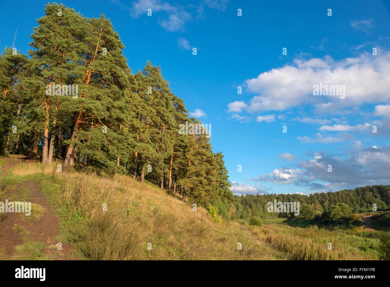 Große schöne Kiefern wachsen auf dem großen Hügel über dem Fluss Stockfoto