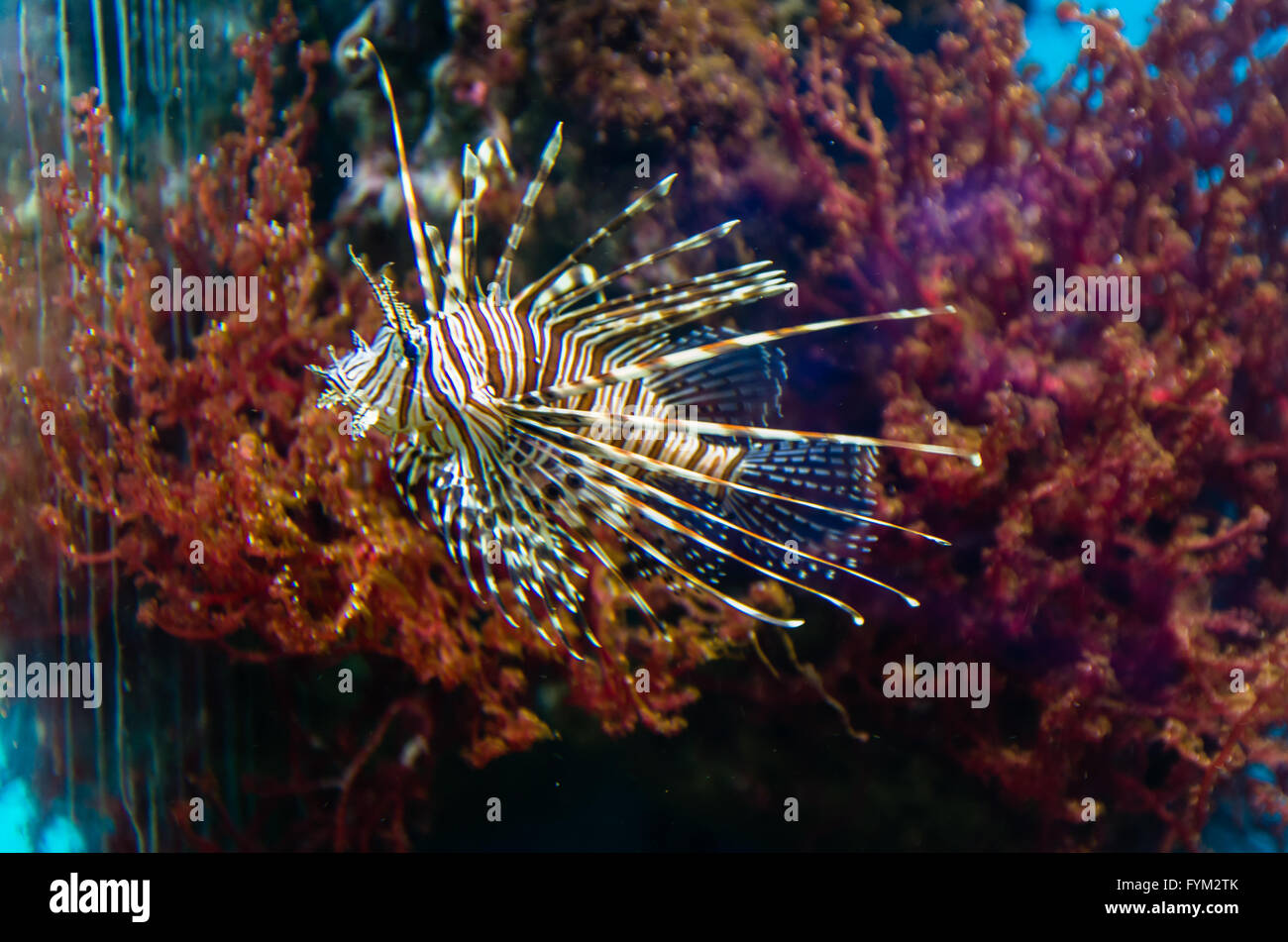 Exotische Korallen Fische im aquarium Stockfoto