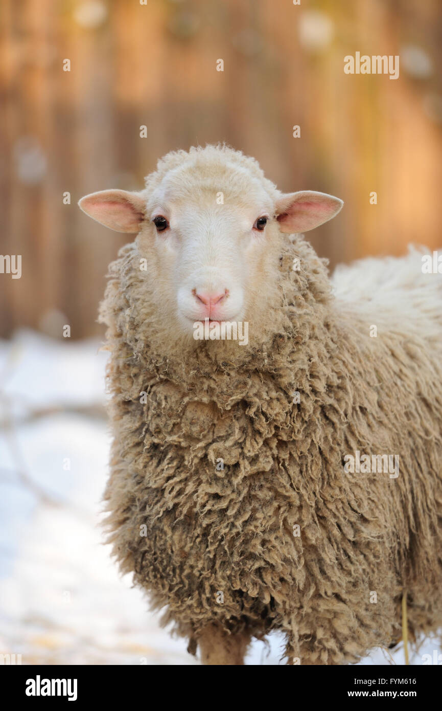 Junge Schafe in Wintertag Stockfoto