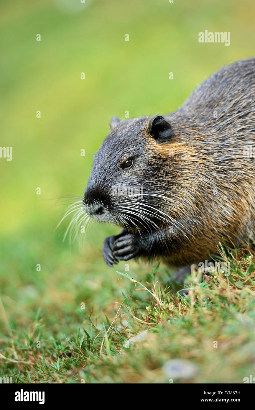 Schöne Bisamratte auf dem grünen Rasen Stockfoto