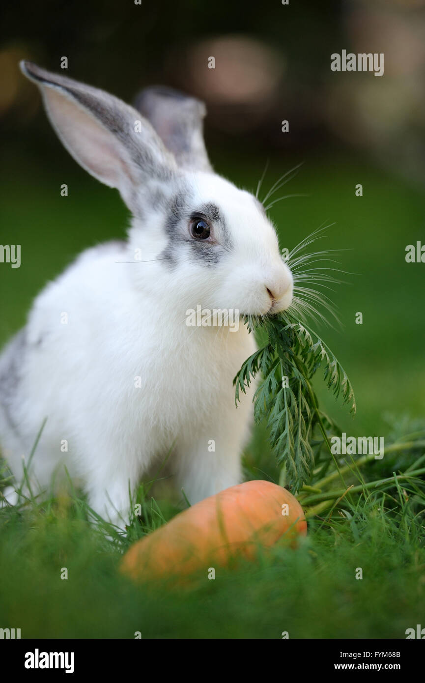 Baby Kaninchen Gras. Sommertag Stockfoto
