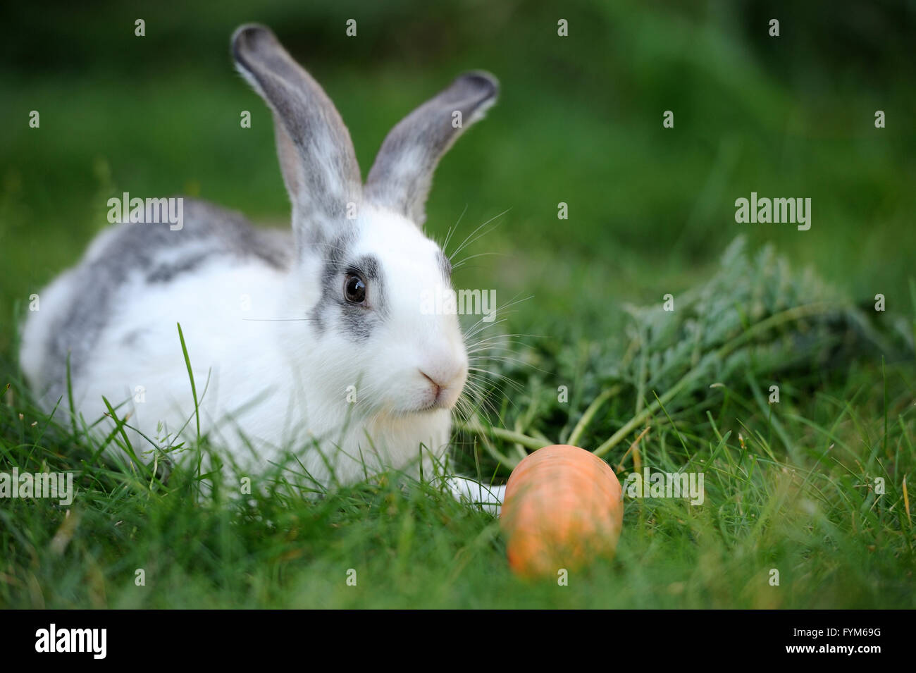 Baby Kaninchen Gras. Sommertag Stockfoto