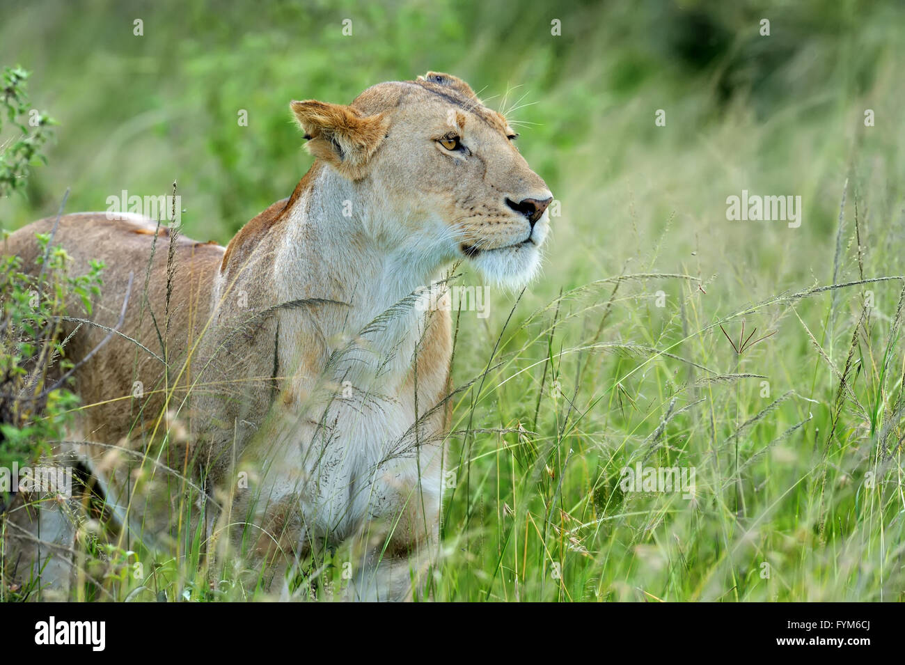 Wunderschöne Löwen auf der Wiese der Masai Mara, Kenia Stockfoto