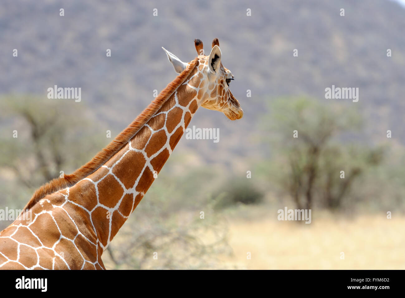 Giraffe in freier Wildbahn. Afrika, Kenia Stockfoto